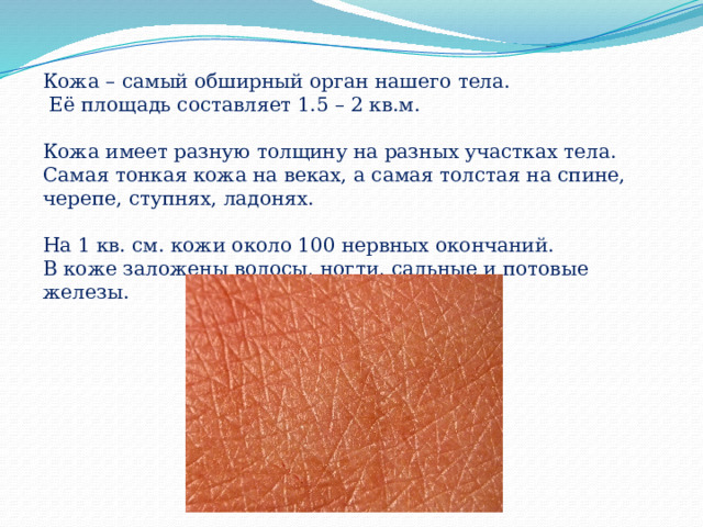Кожа – самый обширный орган нашего тела.  Её площадь составляет 1.5 – 2 кв.м. Кожа имеет разную толщину на разных участках тела. Самая тонкая кожа на веках, а самая толстая на спине, черепе, ступнях, ладонях. На 1 кв. см. кожи около 100 нервных окончаний. В коже заложены волосы, ногти, сальные и потовые железы. 