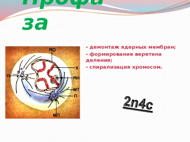 Профаза - демонтаж ядерных мембран; - формирование веретена деления; - спирализация хромосом.  