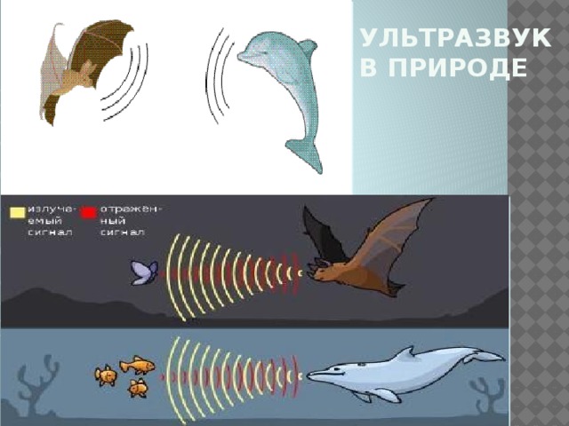 Ультразвук  в природе 