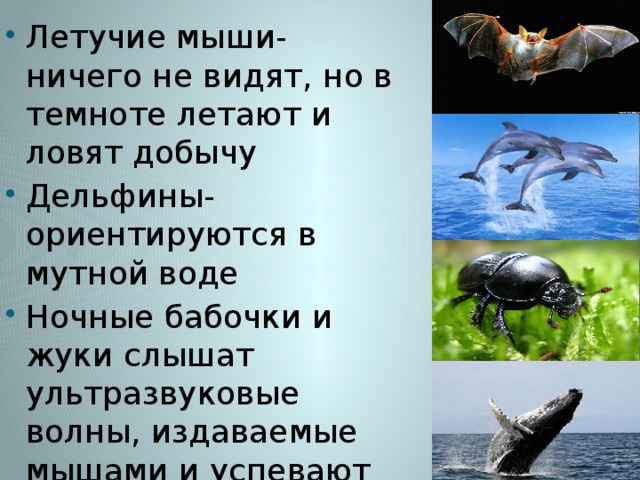 Летучие мыши- ничего не видят, но в темноте летают и ловят добычу Дельфины- ориентируются в мутной воде Ночные бабочки и жуки слышат ультразвуковые волны, издаваемые мышами и успевают от них спрятаться Зубчатые киты с помощью ультразвука охотятся на кальмаров 