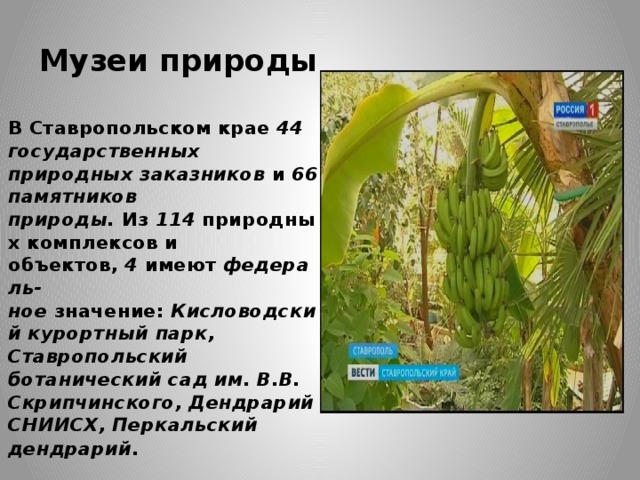 Музеи природы В Ставропольском крае  44 государственных природных заказников  и  66 памятников природы.  Из  114  природных комплексов и объектов,  4  имеют  федераль-ное  значение:  Кисловодский курортный парк, Ставропольский ботанический сад им. В.В. Скрипчинского, Дендрарий СНИИСХ, Перкальский дендрарий . 