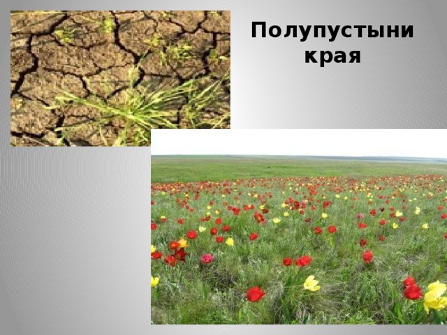 Полупустыни края 