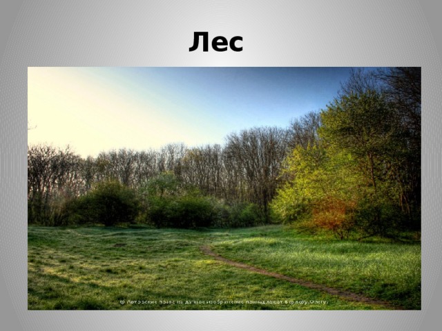 Лес 