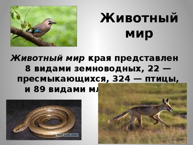 Животный  мир Животный мир  края представлен 8 видами земноводных, 22 — пресмыкающихся, 324 — птицы, и 89 видами млекопитающих 
