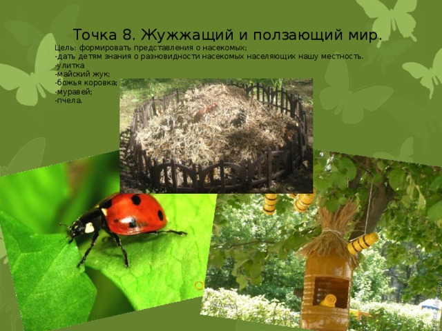 Точка 8. Жужжащий и ползающий мир. Цель: формировать представления о насекомых; -дать детям знания о разновидности насекомых населяющих нашу местность.  -улитка -майский жук; -божья коровка; -муравей; -пчела. 