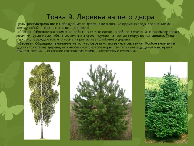 Точка 9. Деревья нашего двора Цель: рассматривание и наблюдение за деревьями в разные времена года, сравнение их между собой, забота человека о деревьях  «Сосна». Обращается внимание ребят на то, что сосна – хвойное дерево. Они рассматривают хвоинки, сравнивают обычные листья и хвою, изучают и трогают кору, ветки, шишки. Глядя на крону, убеждаются, что сосна – пример светолюбивого дерева.  «Береза». Обращают внимание на то, что береза – лиственное растение. Особое внимание уделяется стволу дерева, его необычной окраске коры, тактильным ощущениям во время прикосновений. Сенсорное восприятие семян – «березовые сережки». 