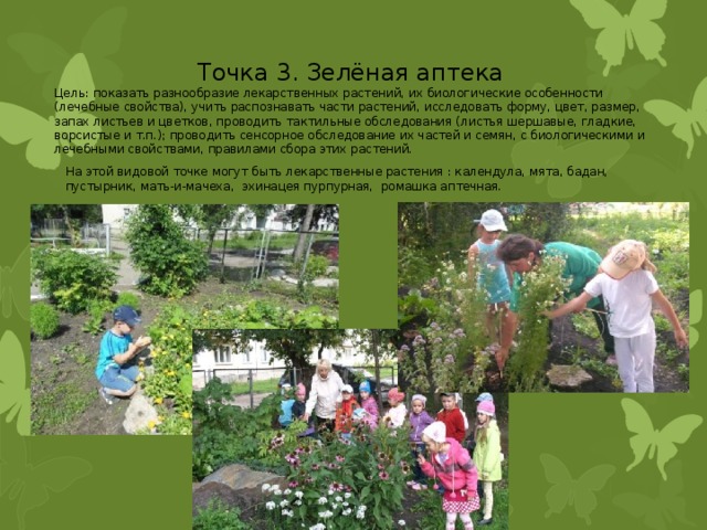 Точка 3. Зелёная аптека Цель: показать разнообразие лекарственных растений, их биологические особенности (лечебные свойства), учить распознавать части растений, исследовать форму, цвет, размер, запах листьев и цветков, проводить тактильные обследования (листья шершавые, гладкие, ворсистые и т.п.); проводить сенсорное обследование их частей и семян, с биологическими и лечебными свойствами, правилами сбора этих растений. На этой видовой точке могут быть лекарственные растения : календула, мята, бадан, пустырник, мать-и-мачеха, эхинацея пурпурная, ромашка аптечная. 