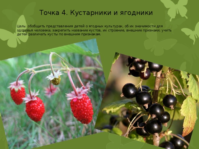 Точка 4. Кустарники и ягодники Цель: обобщить представления детей о ягодных культурах, об их значимости для здоровья человека; закрепить название кустов, их строение, внешние признаки; учить детей различать кусты по внешним признакам. 
