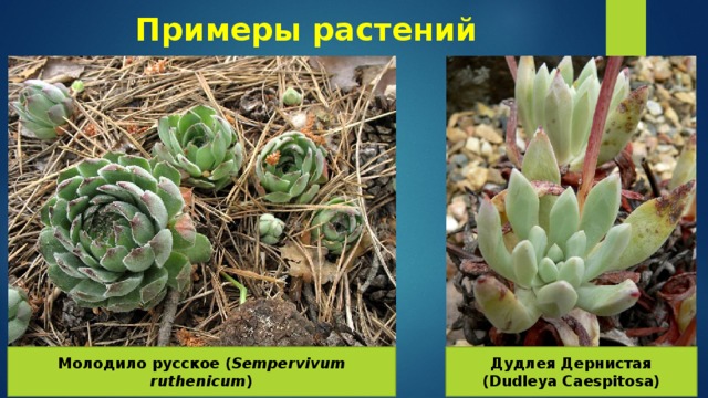 Примеры растений Молодило русское ( Sempervivum ruthenicum ) Дудлея Дернистая (Dudleya Caespitosa) 