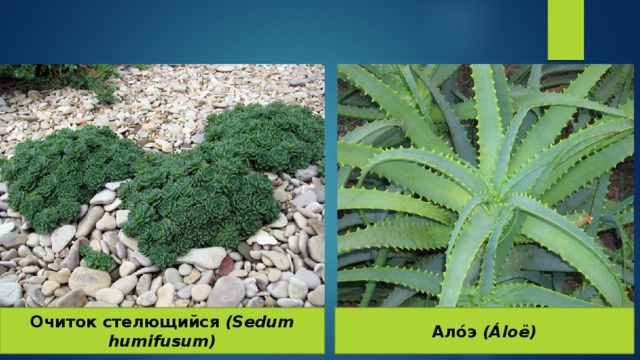 Очиток стелющийся (Sedum humifusum) Ало́э (Áloë) 
