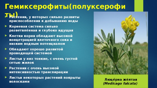 Гемиксерофиты(полуксерофиты) Растения, у которых сильно развиты приспособления к добыванию воды Корневая система сильно разветвлённая и глубоко идущая Клетки корня обладают высокой концетрацией клеточного сока и низким водным потенциалом Обладают хорошо развитой проводящей системой Листья у них тонкие, с очень густой сетью жилок Растения с очень высокой интенсивностью транспирации Листья некоторых растений покрыты волосками Люце́рна жёлтая (Medicago falcata) 