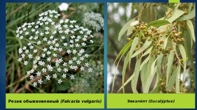 Резак обыкновенный (Falcaria vulgaris) Эвкали́пт (Eucalýptus) 