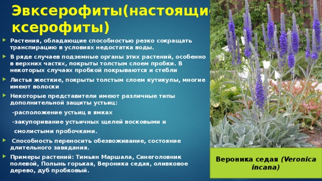 Эвксерофиты(настоящие ксерофиты) Растения, обладающие способностью резко сокращать транспирацию в условиях недостатка воды. В ряде случаев подземные органы этих растений, особенно в верхних частях, покрыты толстым слоем пробки. В некоторых случаях пробкой покрываются и стебли Листья жесткие, покрыты толстым слоем кутикулы, многие имеют волоски Некоторые представители имеют различные типы дополнительной защиты устьиц:  -расположение устьиц в ямках  -закупоривание устьичных щелей восковыми и  смолистыми пробочками.  Способность переносить обезвоживание, состояние длительного завядания. Примеры растений: Тимьян Маршала, Синеголовник полевой, Полынь горькая, Вероника седая, оливковое дерево, дуб пробковый. Вероника седая (Veronica incana) 