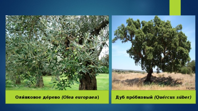 Оли́вковое де́рево (Olea europaea ) Дуб про́бковый (Quércus súber) 