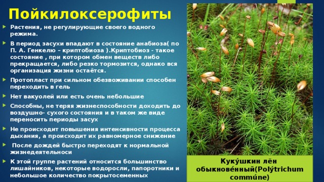 Пойкилоксерофиты   Растения, не регулирующие своего водного режима. В период засухи впадают в состояние анабиоза( по П. А. Генкелю – криптобиоза ).Криптобиоз - такое состояние , при котором обмен веществ либо прекращается, либо резко тормозится, однако вся организация жизни остаётся. Протопласт при сильном обезвоживании способен переходить в гель Нет вакуолей или есть очень небольшие Способны, не теряя жизнеспособности доходить до воздушно- сухого состояния и в таком же виде переносить периоды засух Не происходит повышения интенсивности процесса дыхания, а происходит их равномерное снижение  После дождей быстро переходят к нормальной жизнедеятельноси К этой группе растений относится большинство лишайников, некоторые водоросли, папоротники и небольшое количество покрытосеменных Куку́шкин лён обыкнове́нный(Polýtrichum commúne) 