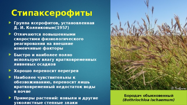 Стипаксерофиты Группа ксерофитов, установленная Д. И. Колпиковым(1957) Отличаются повышенными скоростями физиологического реагирования на внешние изменчивые факторы Быстро и наиболее полно используют влагу кратковременных ливневых осадков Хорошо переносят перегрев Наиболее чувствительны к обезвоживанию, переносят лишь кратковременный недостаток воды в почве Примеры растений: ковыли и другие узколистные степные злаки Бородач обыкновенный (Bothriochloa ischaemum) 