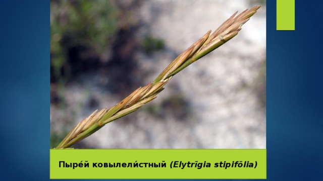 Пыре́й ковылели́стный (Elytrīgia stipifōlia) 