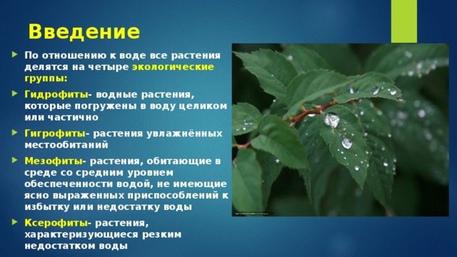 Введение По отношению к воде все растения делятся на четыре экологические группы: Гидрофиты - водные растения, которые погружены в воду целиком или частично Гигрофиты - растения увлажнённых местообитаний Мезофиты - растения, обитающие в среде со средним уровнем обеспеченности водой, не имеющие ясно выраженных приспособлений к избытку или недостатку воды Ксерофиты - растения, характеризующиеся резким недостатком воды 