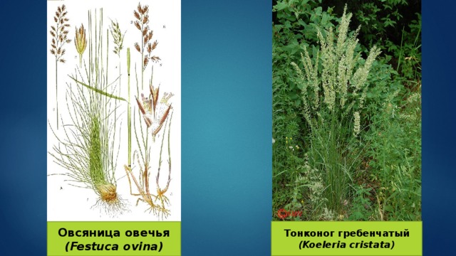 Тонконог гребенчатый (Koeleria cristata) Овсяница овечья (Festuca ovina) 
