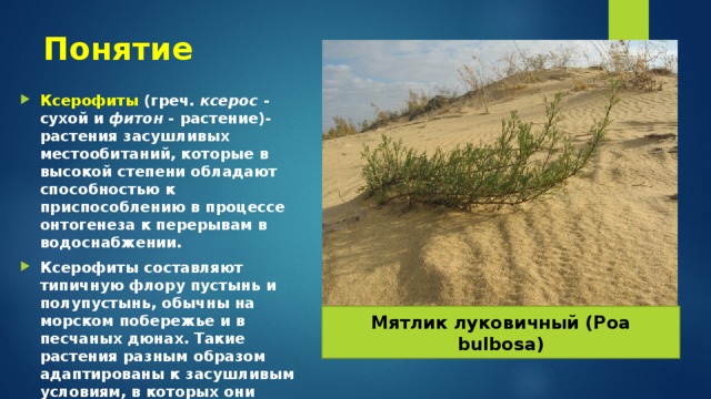Понятие Ксерофиты (греч. ксерос - сухой и фитон - растение)- растения засушливых местообитаний, которые в высокой степени обладают способностью к приспособлению в процессе онтогенеза к перерывам в водоснабжении. Ксерофиты составляют типичную флору пустынь и полупустынь, обычны на морском побережье и в песчаных дюнах. Такие растения разным образом адаптированы к засушливым условиям, в которых они растут. Мятлик луковичный (Poa bulbosa) 