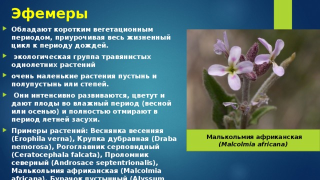 Эфемеры Обладают коротким вегетационным периодом, приурочивая весь жизненный цикл к периоду дождей.  экологическая группа травянистых однолетних растений очень маленькие растения пустынь и полупустынь или степей.  Они интенсивно развиваются, цветут и дают плоды во влажный период (весной или осенью) и полностью отмирают в период летней засухи. Примеры растений: Веснянка весенняя (Erophila verna), Крупка дубравная (Draba nemorosa), Рогоглавник серповидный (Ceratocephala falcata), Проломник северный (Androsace septentrionalis), Малькольмия африканская (Malcolmia africana), Бурачок пустынный (Alyssum desertorum ).  Малькольмия африканская (Malcolmia africana) 