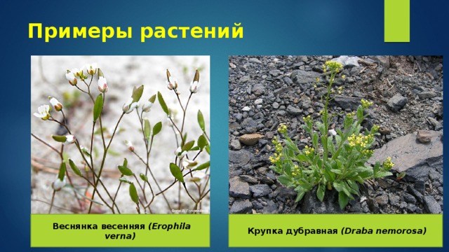 Примеры растений  Веснянка весенняя (Erophila verna)  Крупка дубравная (Draba nemorosa) 