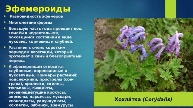Эфемероиды  Разновидность эфемеров Многолетние формы Большую часть года проводят под землёй в недеятельном, покоящемся состоянии в виде луковиц, корневищ и клубней. Растения с очень коротким периодом вегетации, который протекает в самый благоприятный период. К эфемероидам относятся клубневые, корневищные и луковичные. Примеры растений: подснежники, прострелы (сон-трава), пролески, сциллы, тюльпаны, гиацинты, весеннецветущие крокусы, анемоны, нарциссы, мускари, хионодоксы, ранункулюсы, хохлатки, рябчики, эремурусы Хохла́тка (Corýdalis) 