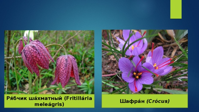 Шафра́н (Crócus) Ря́бчик ша́хматный (Fritillária meleágris) 