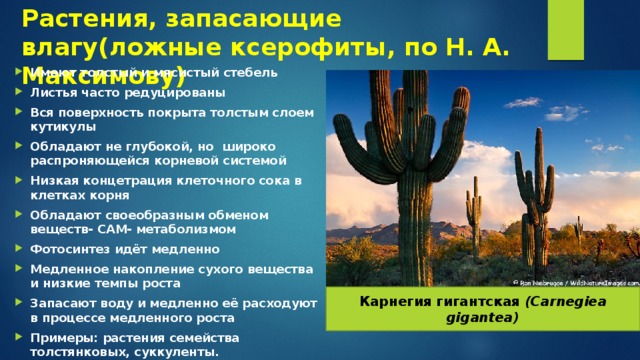 Растения, запасающие влагу(ложные ксерофиты, по Н. А. Максимову) Имеют толстый и мясистый стебель Листья часто редуцированы Вся поверхность покрыта толстым слоем кутикулы Обладают не глубокой, но широко распроняющейся корневой системой Низкая концетрация клеточного сока в клетках корня Обладают своеобразным обменом веществ- САМ- метаболизмом Фотосинтез идёт медленно Медленное накопление сухого вещества и низкие темпы роста Запасают воду и медленно её расходуют в процессе медленного роста Примеры: растения семейства толстянковых, суккуленты. Карнегия гигантская (Carnegiea gigantea) 