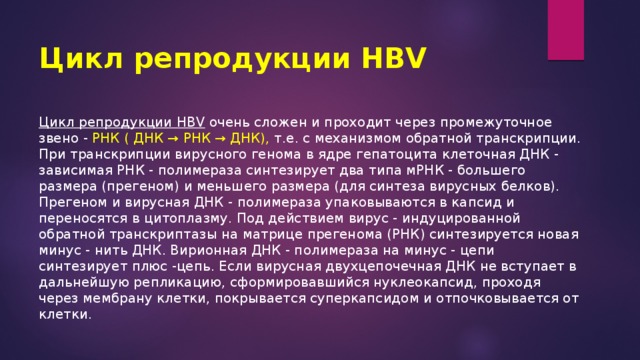 Цикл репродукции HBV Цикл репродукции HBV  очень сложен и проходит через промежуточное звено - РНК ( ДНК → РНК → ДНК), т.е. с механизмом обратной транскрипции. При транскрипции вирусного генома в ядре гепатоцита клеточная ДНК - зависимая РНК - полимераза синтезирует два типа мРНК - большего размера (прегеном) и меньшего размера (для синтеза вирусных белков). Прегеном и вирусная ДНК - полимераза упаковываются в капсид и переносятся в цитоплазму. Под действием вирус - индуцированной обратной транскриптазы на матрице прегенома (РНК) синтезируется новая минус - нить ДНК. Вирионная ДНК - полимераза на минус - цепи синтезирует плюс -цепь. Если вирусная двухцепочечная ДНК не вступает в дальнейшую репликацию, сформировавшийся нуклеокапсид, проходя через мембрану клетки, покрывается суперкапсидом и отпочковывается от клетки. 