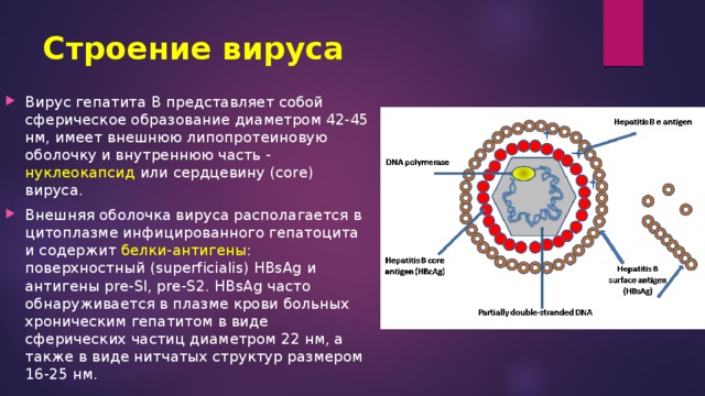 Строение вируса Вирус гепатита В представляет собой сферическое образование диаметром 42-45 нм, имеет внешнюю липопротеиновую оболочку и внутреннюю часть - нуклеокапсид или сердцевину (core) вируса. Внешняя оболочка вируса располагается в цитоплазме инфицированного гепатоцита и содержит белки-антигены : поверхностный (superficialis) HBsAg и антигены pre-Sl, pre-S2. HBsAg часто обнаруживается в плазме крови больных хроническим гепатитом в виде сферических частиц диаметром 22 нм, а также в виде нитчатых структур размером 16-25 нм. 