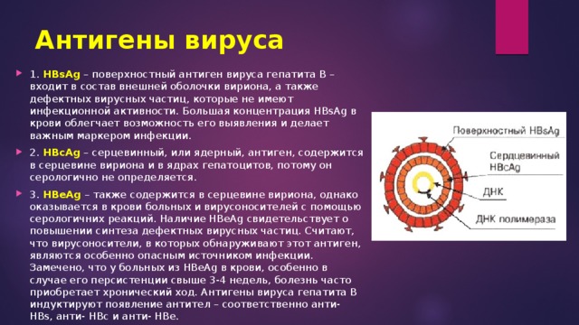 Антигены вируса 1. HBsAg – поверхностный антиген вируса гепатита В – входит в состав внешней оболочки вириона, а также дефектных вирусных частиц, которые не имеют инфекционной активности. Большая концентрация HBsAg в крови облегчает возможность его выявления и делает важным маркером инфекции. 2. HBcAg – серцевинный, или ядерный, антиген, содержится в серцевине вириона и в ядрах гепатоцитов, потому он серологично не определяется. 3. HBеAg – также содержится в серцевине вириона, однако оказывается в крови больных и вирусоносителей с помощью серологичних реакций. Наличие HBеAg свидетельствует о повышении синтеза дефектных вирусных частиц. Считают, что вирусоносители, в которых обнаруживают этот антиген, являются особенно опасным источником инфекции. Замечено, что у больных из HBеAg в крови, особенно в случае его персистенции свыше 3-4 недель, болезнь часто приобретает хронический ход. Антигены вируса гепатита В индуктируют появление антител – соответственно анти- HBs, анти- HBс и анти- HBе. 