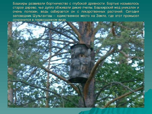 Башкиры развивали бортничество с глубокой древности. Бортью называлось старое дерево, чье дупло обживали дикие пчелы. Башкирский мед уникален и очень полезен, ведь собирается он с лекарственных растений. Сегодня заповедник Шульганташ -- единственное место на Земле, где этот промысел сохранился в первозданном виде. 