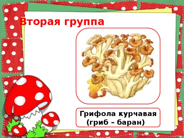 Вторая группа Грифола курчавая (гриб – баран) 