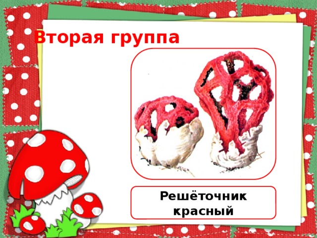Вторая группа Решёточник красный 
