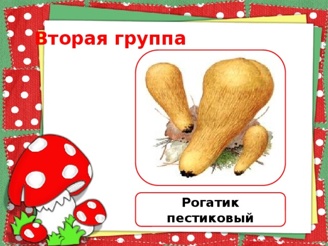 Вторая группа Рогатик пестиковый 