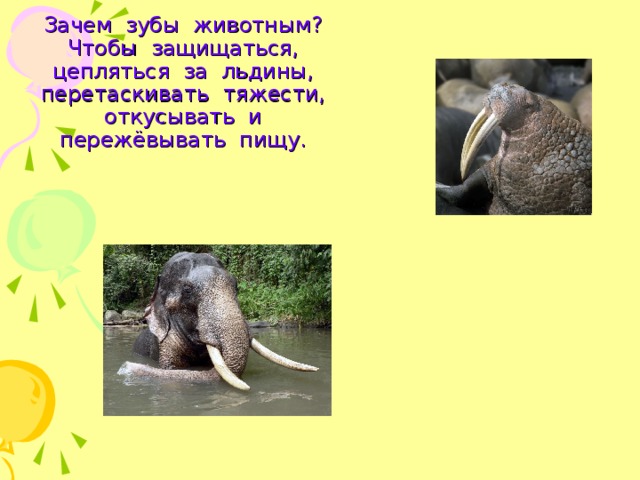 Зачем зубы животным? Чтобы защищаться, цепляться за льдины, перетаскивать тяжести, откусывать и пережёвывать пищу. 