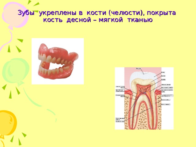 Зубы укреплены в кости (челюсти), покрыта кость десной – мягкой тканью 