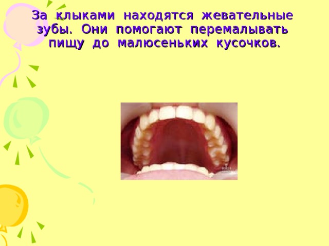 За клыками находятся жевательные зубы. Они помогают перемалывать пищу до малюсеньких кусочков. 