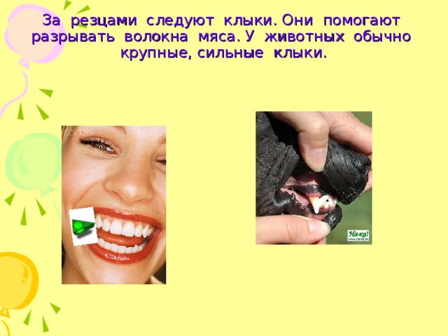 За резцами следуют клыки. Они помогают разрывать волокна мяса. У животных обычно крупные, сильные клыки. 