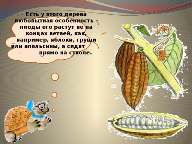  Есть у этого дерева любопытная особенность – плоды его растут не на концах ветвей, как, например, яблоки, груши или апельсины, а сидят прямо на стволе. 