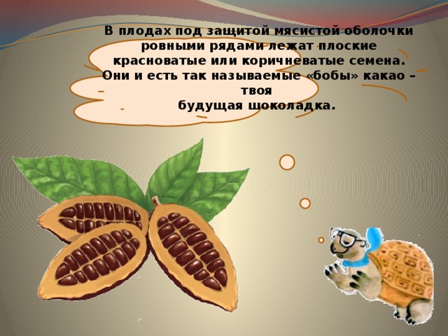  В плодах под защитой мясистой оболочки ровными рядами лежат плоские красноватые или коричневатые семена. Они и есть так называемые «бобы» какао – твоя  будущая шоколадка. 
