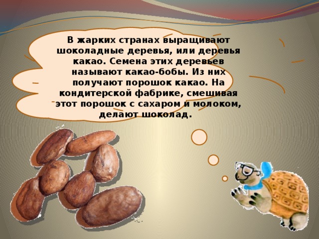  В жарких странах выращивают шоколадные деревья, или деревья какао. Семена этих деревьев называют какао-бобы. Из них получают порошок какао. На кондитерской фабрике, смешивая этот порошок с сахаром и молоком, делают шоколад. 