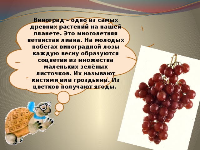 Виноград – одно из самых древних растений на нашей планете. Это многолетняя ветвистая лиана. На молодых побегах виноградной лозы каждую весну образуются соцветия из множества маленьких зелёных листочков. Их называют кистями или гроздьями. Из цветков получают ягоды. 