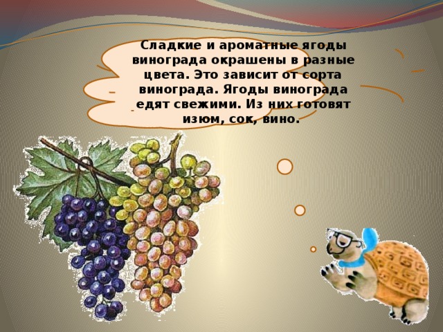 Сладкие и ароматные ягоды винограда окрашены в разные цвета. Это зависит от сорта винограда. Ягоды винограда едят свежими. Из них готовят изюм, сок, вино. 