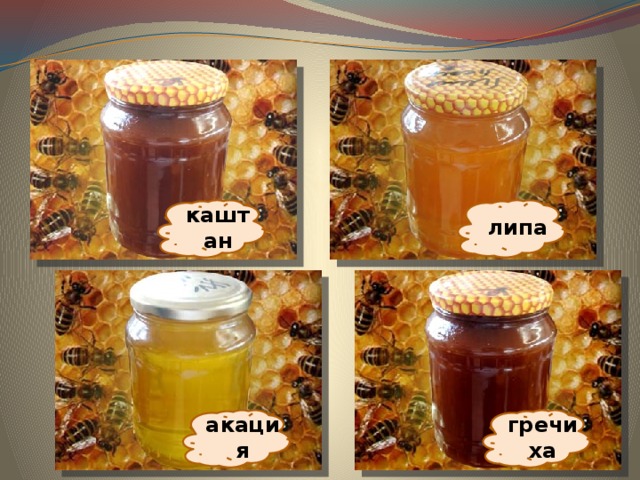 каштан липа акация гречиха 