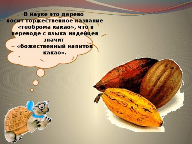  В науке это дерево  носит торжественное название  «теоброма какао», что в переводе с языка индейцев значит  «божественный напиток какао». 
