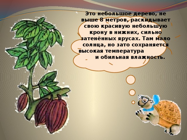  Это небольшое дерево, не выше 8 метров, раскидывает свою красивую небольшую крону в нижних, сильно затенённых ярусах. Там мало солнца, но зато сохраняется высокая температура и обильная влажность. 