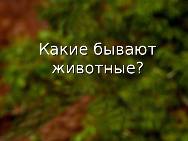 Какие бывают животные? 