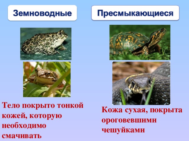Тело покрыто тонкой кожей, которую необходимо смачивать  Кожа сухая, покрыта ороговевшими чешуйками  